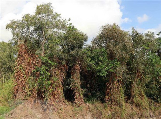 Nhiều diện tích rừng ở Cà Mau bị khô hạn có khả năng xảy ra cháy ảnh 1