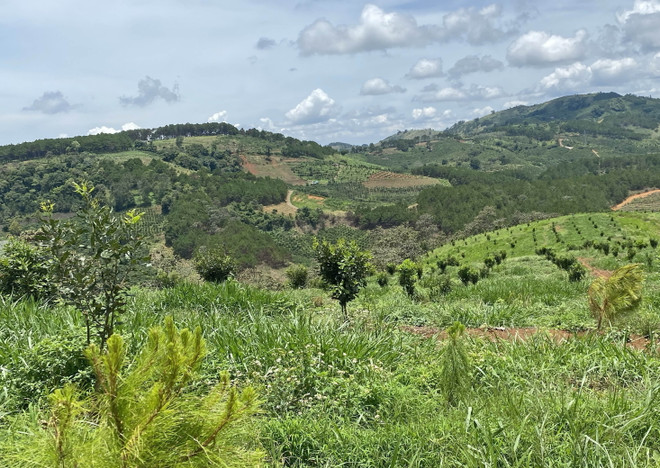 Lâm Đồng ra quyết định xử phạt 12 đối tượng lấn chiếm đất rừng ảnh 1