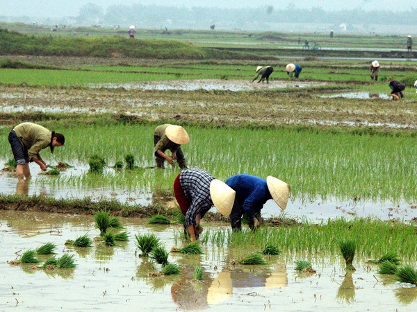 Độ ẩm tăng tạo thuận lợi cho các vùng Trung du và Bắc Bộ bước vào đợt lấy nước đổ ải lần 2. Ảnh minh họa. (Nguồn: TTXVN) Miền Bắc độ ẩm tăng, Vịnh Bắc bộ có sương mù dày đặc ảnh 1