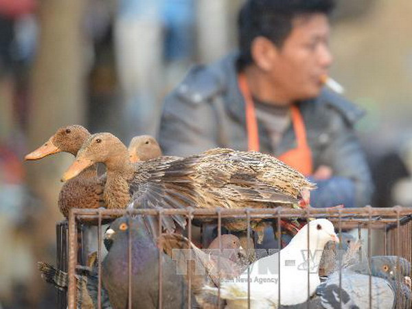 Bán gia cầm rong tại đường phố Thượng Hải, Trung Quốc ngày 8/1. (Nguồn: AFP/TTXVN) Tỷ lệ nhiễm virus cúm A H1N1 ở thủ đô Bắc Kinh tăng ảnh 1