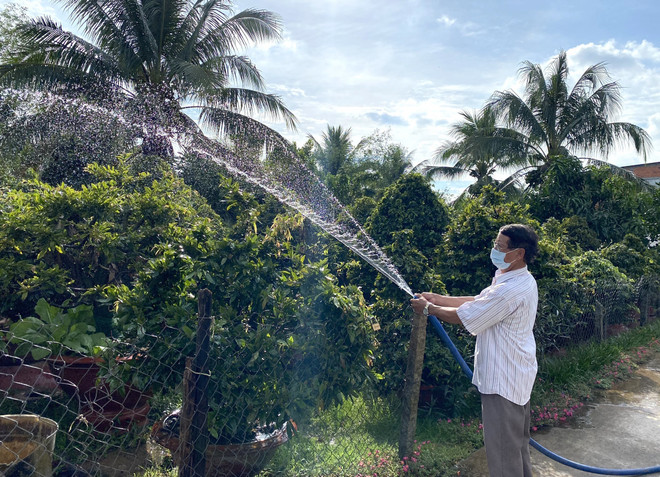 Người trồng mai ở Vĩnh Long thấp thỏm lo vụ Tết Nguyên đán ảnh 1