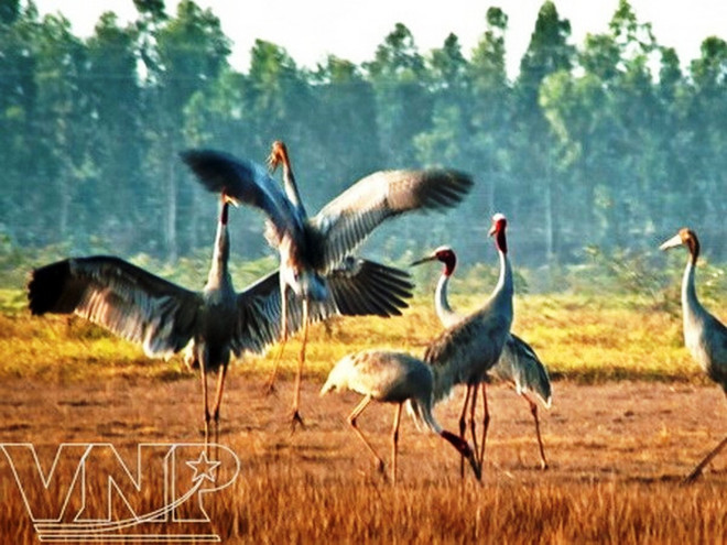 “Khi cò ốc trở về” giành giải nhất liên hoan phim môi trường toàn quốc ảnh 1