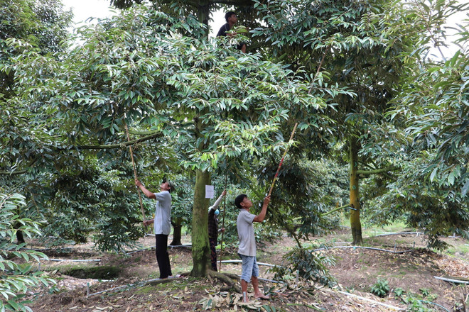 Hình thành chuỗi giá trị nông sản dựa trên lợi thế từng vùng ảnh 2