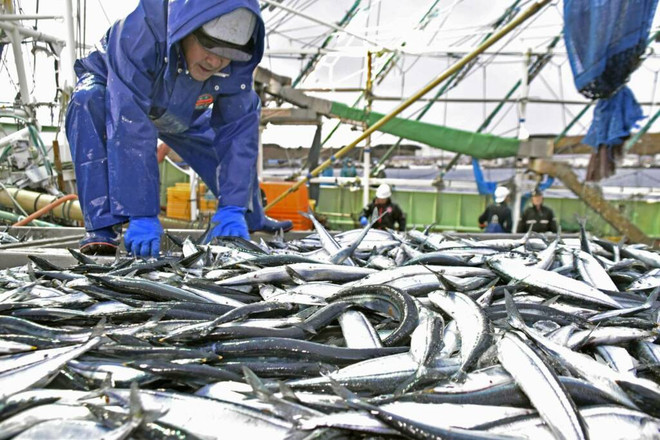 Ảnh minh họa. (Nguồn: tfiglobalnews) Nga và Na Uy thống nhất hạn ngạch đánh bắt cá năm 2023 ảnh 1