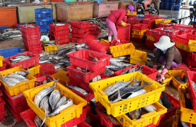 Cấm khai thác một số loài hải đặc sản trên vùng biển Bình Thuận ảnh 1