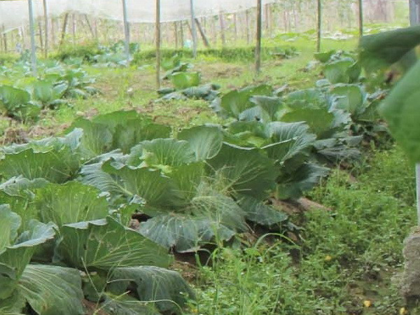 Chưa có thông tin chính thức việc Campuchia cấm nhập 6 loại nông sản ảnh 1