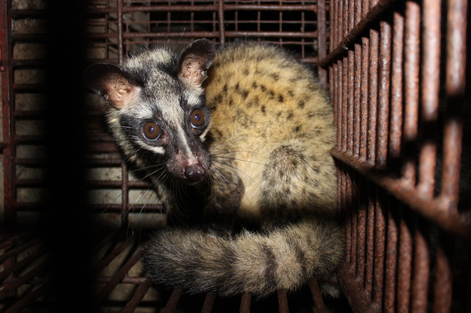 Khẩn trương soạn thảo Chỉ thị cấm mua bán, tiêu thụ động vật hoang dã ảnh 1