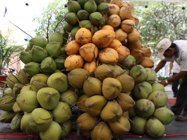 Bến Tre khai mạc công trình nghệ thuật sắp đặt "Không gian dừa” ảnh 1