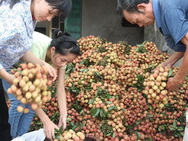 Nông dân Thanh Hà phấn khởi vì vụ vải sớm được giá ảnh 1