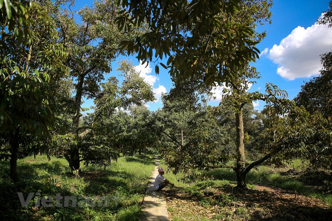 Kiến tạo 6 nhóm giải pháp ‘phát triển xanh’ bền vững vùng Đông Nam Bộ ảnh 3