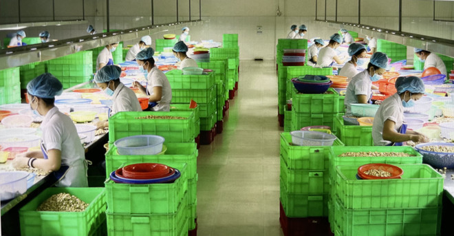 Chế biến hạt điều phục vụ cho xuất khẩu tại Bình Phước. (Ảnh: Hồng Nhung/TTXVN) TTXVN_2302xuatkhaudieuBinhphuoc2.jpg