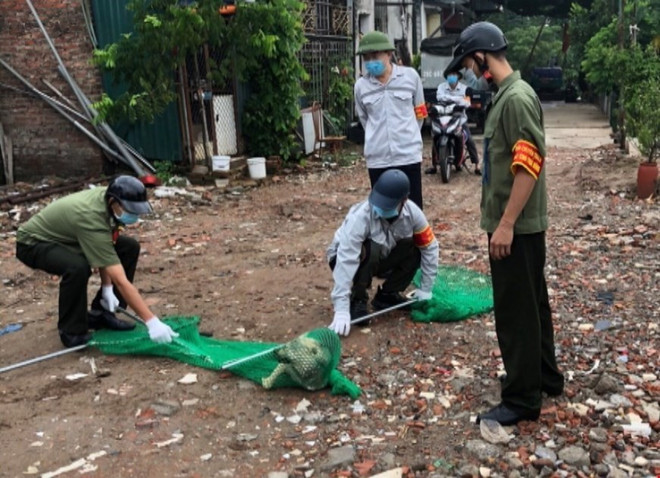 Chó thả rông bị bắt nhằm đảm bảo an toàn cho cộng đồng. (Ảnh TTXVN phát) TTXVN_2302benhdai2.jpg