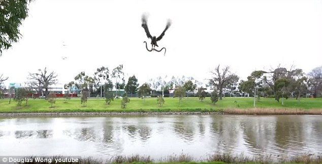 Con chim ưng bất ngờ thả rắn vào giữa bữa tiệc ngoài trời ảnh 1