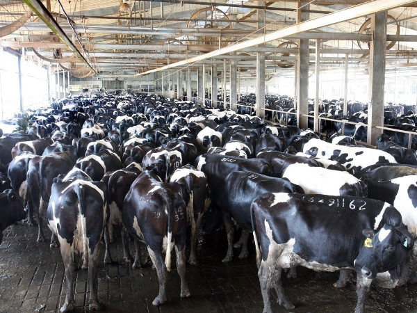 “Không để người dân sống gần khu vực chăn nuôi bò sữa” ảnh 2