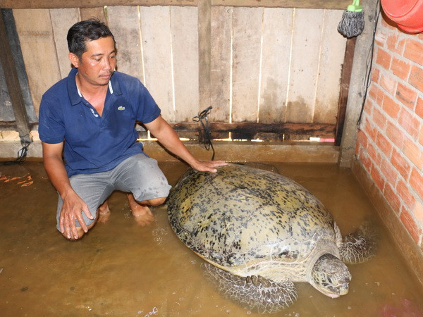 Bến Tre: Bắt được rùa biển khoảng 200kg ở cửa sông Hàm Luông ảnh 1