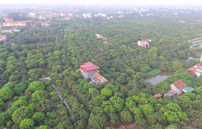 Vương giả chi quả: Nhãn lồng 'tiến vua' đua ra thế giới ảnh 1