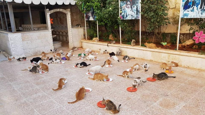 (Nguồn: Alaa and house of Cats Ernesto in Aleppo) Chuyện kỳ diệu về người đàn ông chăm sóc chó mèo bị bỏ rơi tại Syria ảnh 2