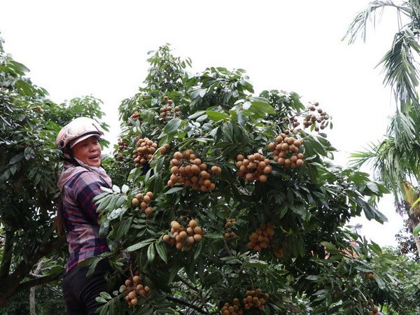 Bội thu mùa nhãn, nhiều nông dân Hải Dương lãi hàng trăm triệu đồng ảnh 1