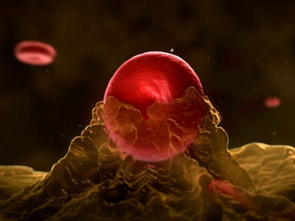 Nhiều đồng trong máu sẽ thúc đẩy tế bào ung thư phát triển ảnh 2