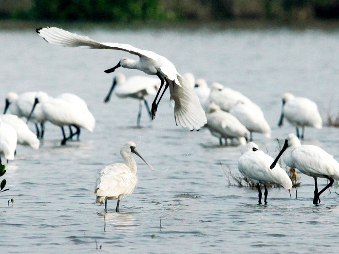 Chặn đà suy giảm đa dạng sinh học: Cần lập cơ chế liên kết quản lý ảnh 2