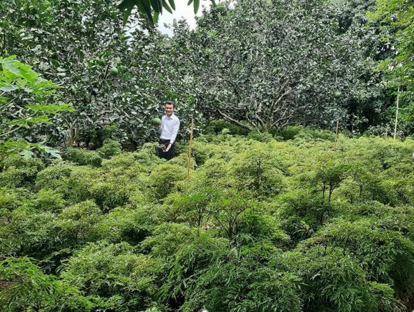 Trà sâm Đinh Lăng Thiên đường - sản phẩm “made in Việt Nam” chất lượng ảnh 1