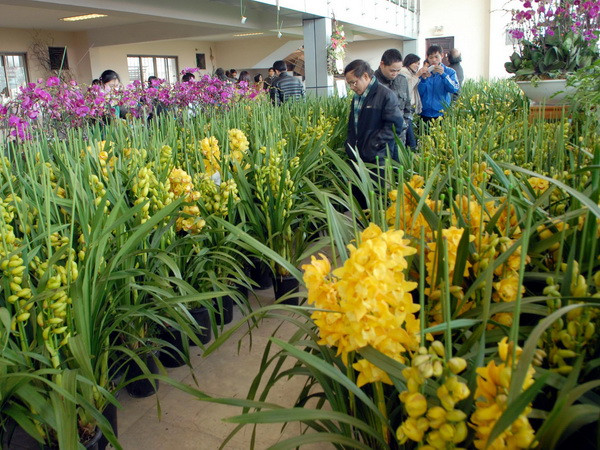 Hà Nội đầu tư 41 tỷ đồng phát triển hoa, cây cảnh chất lượng cao ảnh 1