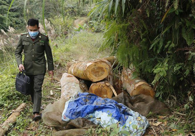 Gỗ rừng phòng hộ bị khai thác trái phép chưa kịp chuyển ra khỏi rừng. (Ảnh: TTXVN phát) Thái Nguyên: Xử lý kịp thời một vụ khai thác rừng phòng hộ trái phép ảnh 1