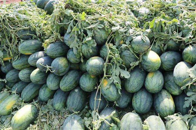 Đắk Lắk: Dưa hấu "bí" đầu ra khiến người trồng lao đao ảnh 1