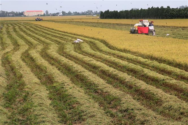 Thu hoạch cuối vụ lúa Thu Đông năm 2021 tại xã Tân Mỹ, huyện Thanh Bình. (Ảnh: Nguyễn Văn Trí/TTXVN) Phát triển ĐBSCL thành trung tâm kinh tế nông nghiệp bền vững ảnh 1