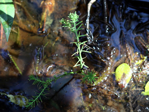 Thủy tùng Việt Nam đối diện với nguy cơ bị tuyệt chủng ảnh 1