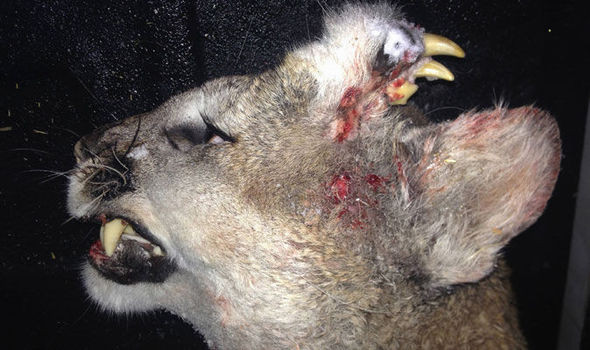 Con sư tử gây sửng sốt, hoang mang với hàm răng mọc trên đầu ảnh 1