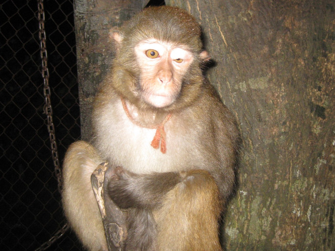 "Xử phạt nhẹ, nguy cơ bỏ lọt tội phạm buôn bán các loài hoang dã" ảnh 1