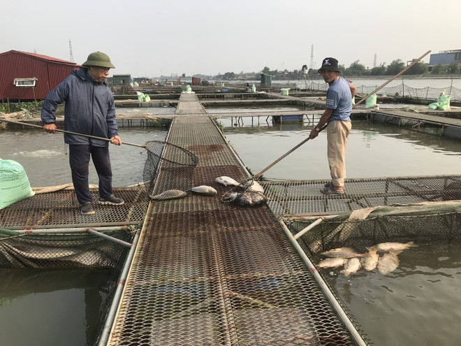 Ông Nguyễn Văn Tân cùng người nhà đang vớt cá chết tại lồng nuôi của gia đình. (Ảnh: Tiến Vĩnh/TTXVN) TTXVN_1804cachet2.jpg