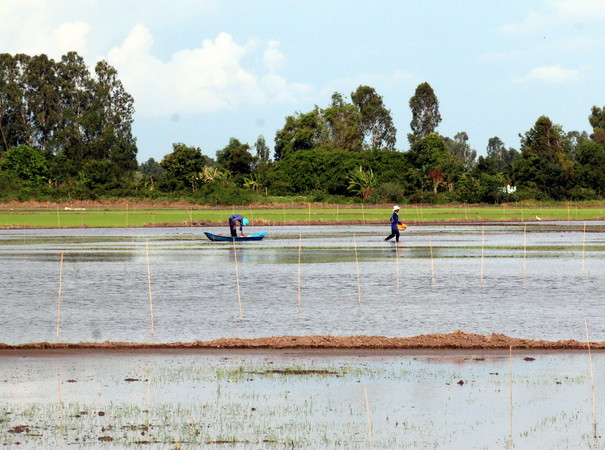 Nước mặn xâm nhập 13/13 tỉnh, thành Đồng bằng sông Cửu Long ảnh 1