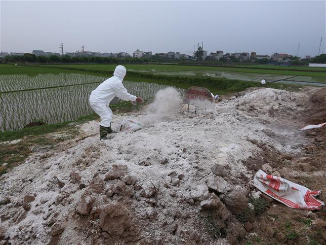 Xử lý các thông tin sai sự thật, gây hoang mang về dịch tả lợn ảnh 1