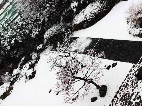 Nhật Bản hứng chịu đợt mưa tuyết lớn chưa từng thấy ảnh 2