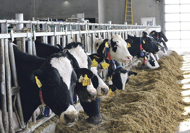 NAFTA 2.0 gây thiệt hại cho ngành nông nghiệp và sữa của Canada ảnh 1