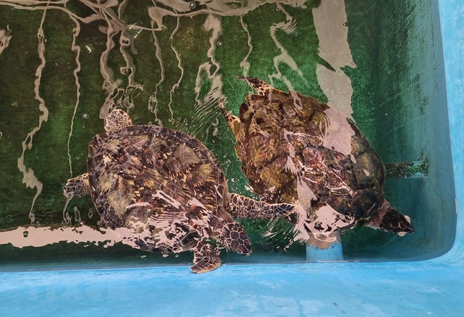 Khám phá hang Rái ở Ninh Thuận: Tuyệt tác thiên nhiên kỳ ảo ảnh 3