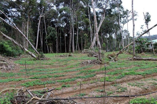 Thêm một công ty ”mập mờ" với thương hiệu sâm Ngọc Linh tại Kon Tum ảnh 2