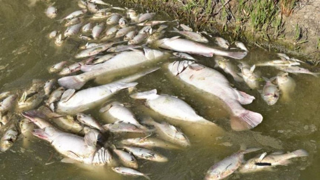 Australia bơm khí oxy xuống sông Murray-Darling để cứu cá ảnh 1