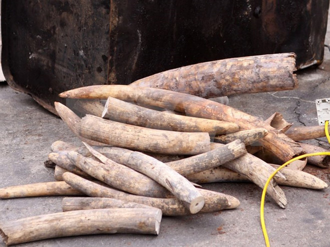 Việt Nam tiếp tục là điểm nóng về buôn bán động vật hoang dã ảnh 1