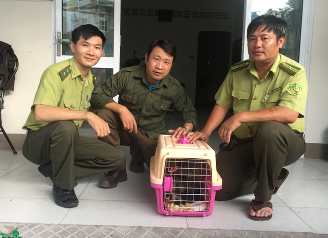 Cứu hai cá thể cầy vằn từ nạn buôn bán động vật hoang dã qua mạng ảnh 2