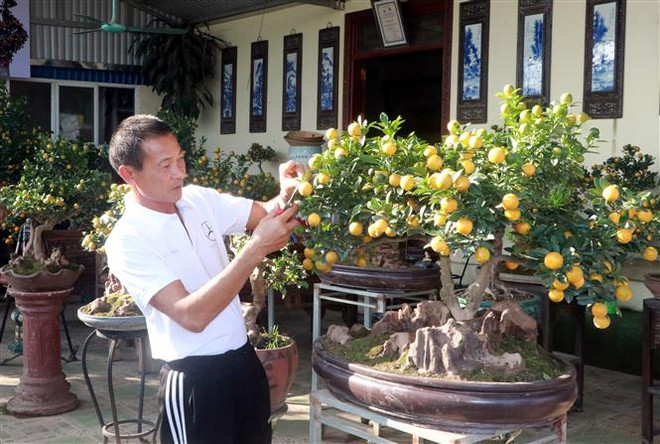 Nam Định: Người trồng quất Tết lo thất thu vì tiêu thụ chậm ảnh 2