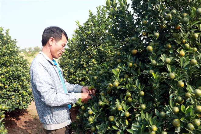 Nam Định: Người trồng quất Tết lo thất thu vì tiêu thụ chậm ảnh 1