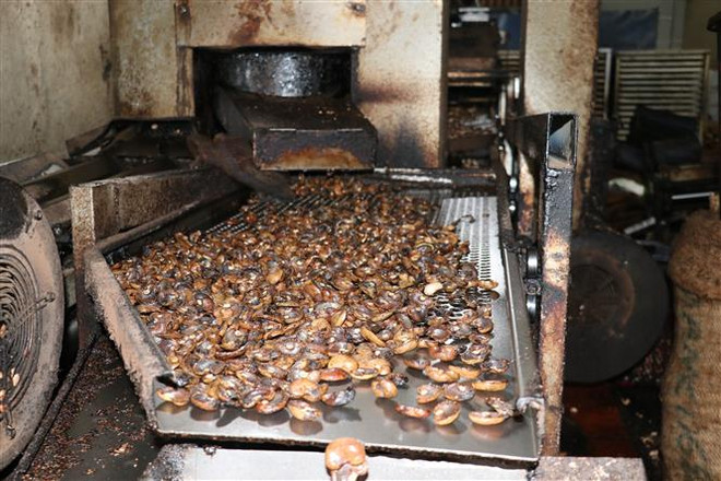 Gia công hạt điều thô tại xã Bình Tân, huyện Phú Riềng (Bình Phước). (Ảnh: K GỬIH/TTXVN) Trách nhiệm của ngân hàng trong vụ nghi lừa đảo 100 container điều ảnh 2