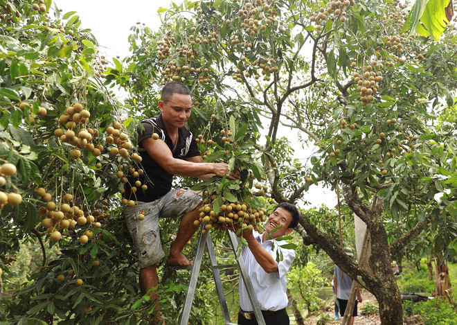 ttxvn_nhan long hung yen.jpg