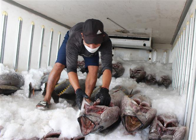 Thị trường kho vận lạnh Việt Nam dự kiến đạt 295 triệu USD vào 2025 ảnh 2