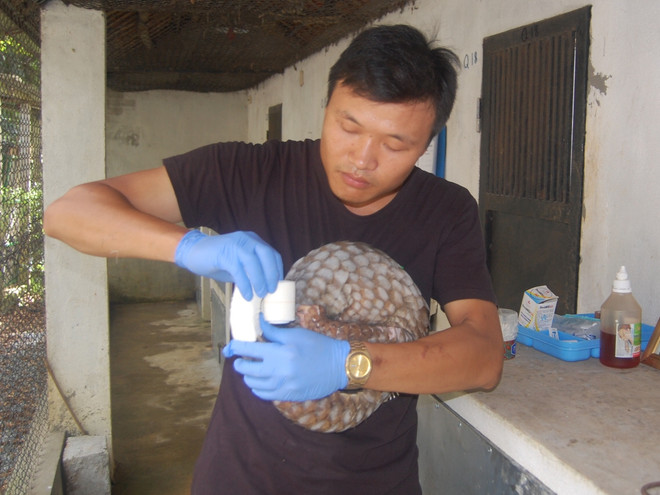 Diễn biến mới nhất về vụ 70 cá thể tê tê quý “chết mòn” ở Cúc Phương ảnh 2