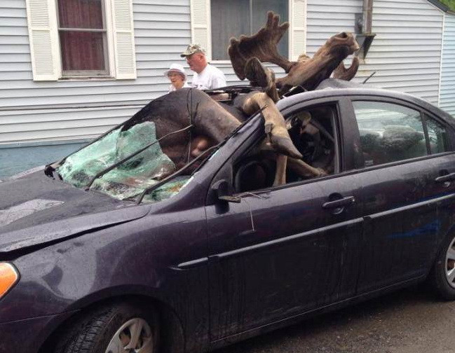 Con nai sừng tấm khổng lồ lọt thỏm trong xe sau cú đâm chí tử ảnh 1