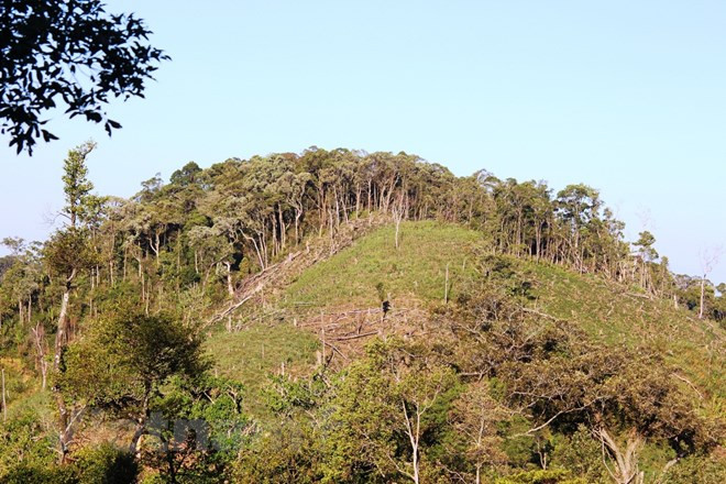 Hỗ trợ cấp chứng chỉ quản lý rừng cho 100.000ha rừng mỗi năm ảnh 1